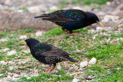 Sturnus vulgaris