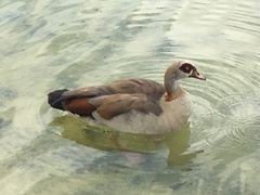 Alopochen aegyptiaca