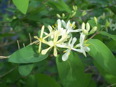 Lonicera