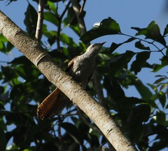 Cacomantis sonneratii