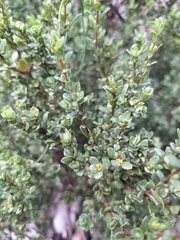 Pimelea hewardiana