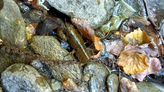 Austropotamobius pallipes