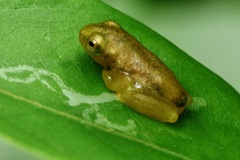 Rohanixalus vittatus