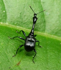 Cycnotrachelus