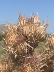 Carduinae