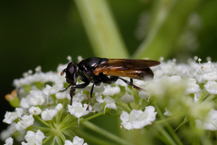 Myolepta dubia