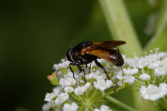 Myolepta dubia