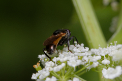 Myolepta dubia