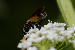Myolepta dubia
