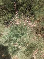 Tamarix gallica