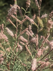 Tamarix gallica