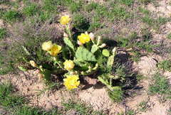 Opuntia aurantiaca