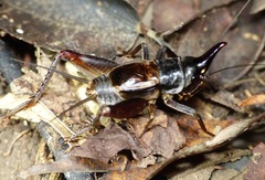 Paraloxoblemmus longifrons