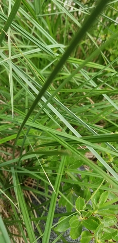 Image of Carex senta by no rights reserved