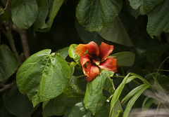 Hibiscus elatus