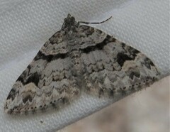 Xanthorhoe abrasaria