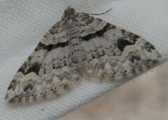 Xanthorhoe abrasaria