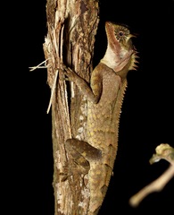 Acanthosaura crucigera