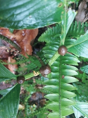 Amorphophallus bulbifer