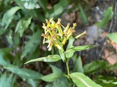 Senecio ovatus alpestris