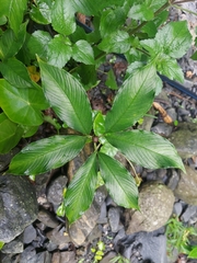Amorphophallus bulbifer