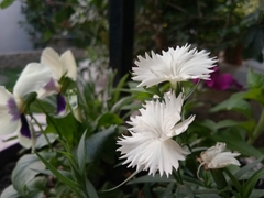 Dianthus plumarius