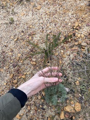 Stirlingia simplex