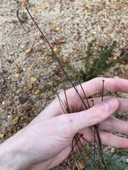 Stirlingia simplex