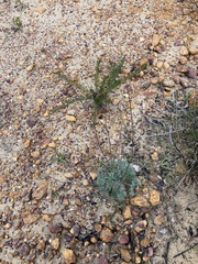 Stirlingia simplex