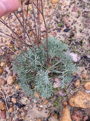 Stirlingia simplex