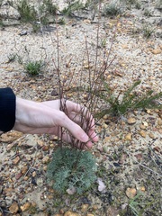 Stirlingia simplex
