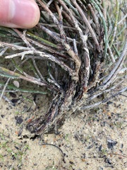 Stirlingia simplex