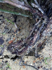 Stirlingia simplex