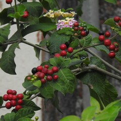 Rauvolfia tetraphylla