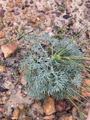 Stirlingia simplex