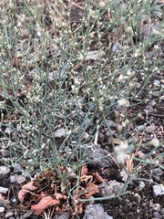 Eriogonum baileyi baileyi