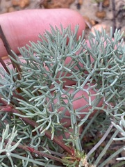 Stirlingia simplex
