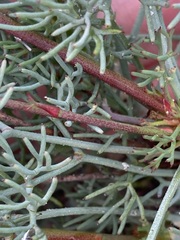 Stirlingia simplex