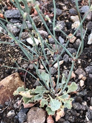 Eriogonum baileyi baileyi