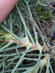 Stirlingia simplex
