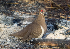 Geophaps smithii smithii