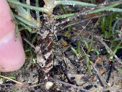 Stirlingia simplex