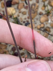 Stirlingia simplex