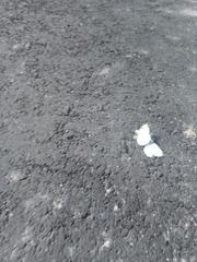 Anthocharis cardamines