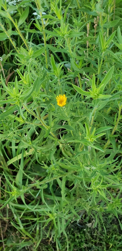 Ashland Nature Center Of Delaware Nature Society Camphorweed from Ashland Nature Center of Delaware Nature Society on
