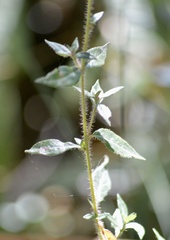 Cuphea cordata