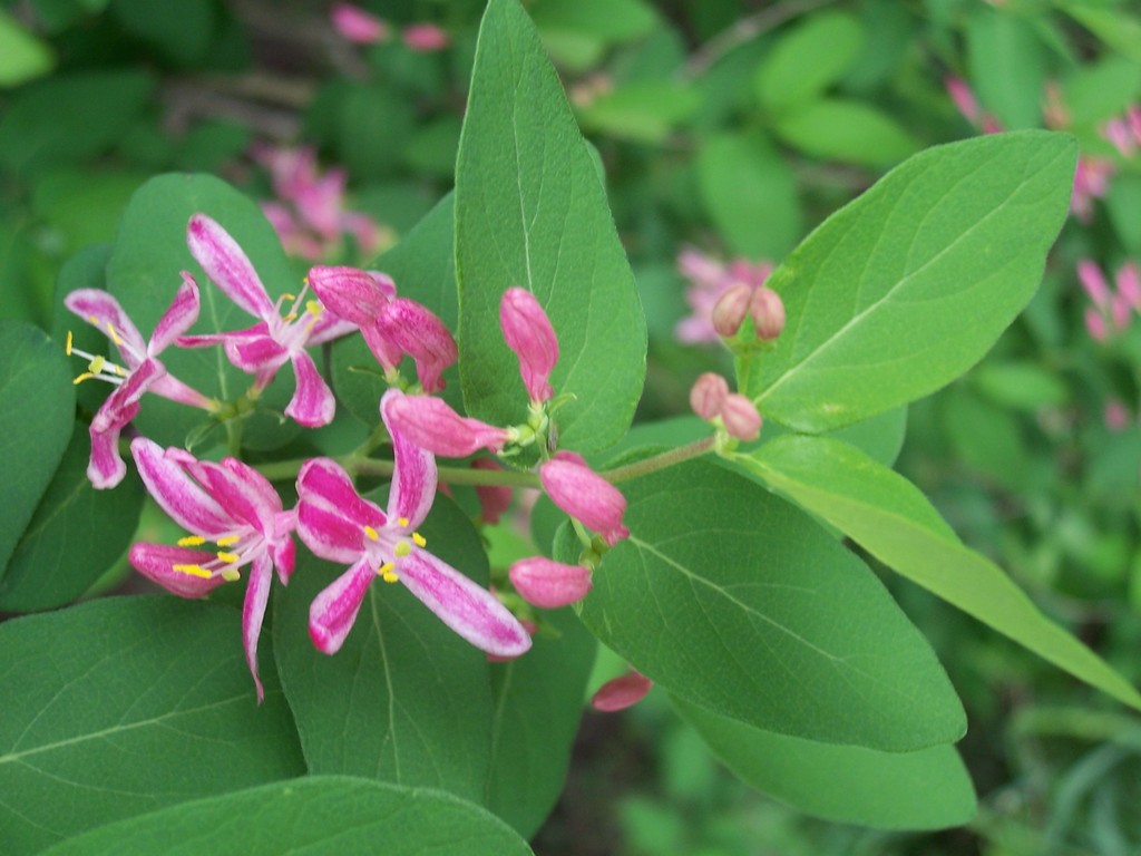 Lonicera tatarica — an easy houseplant, prefers full sun light