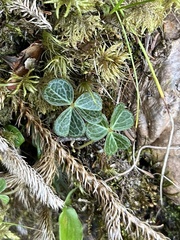 Oxalis griffithii taimonii