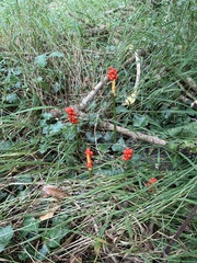 Arum maculatum