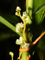 Cuscuta gronovii gronovii